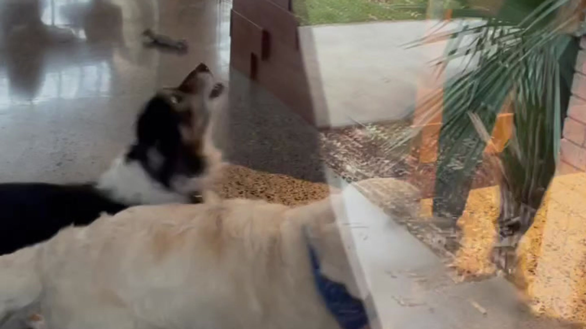 Doorbell Training